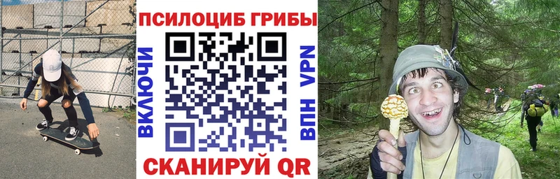 Купить  Кашира  Псилоцибиновые грибы Psilocybine cubensis 